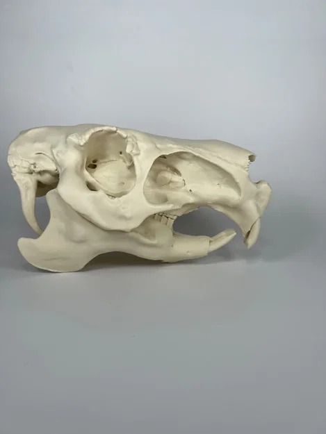 Hộp sọ và xương hàm dưới Capybara (Capybara Cranium and Mandible) - Image 4