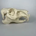 Hộp sọ và xương hàm dưới Capybara (Capybara Cranium and Mandible) - Thumbnail 4