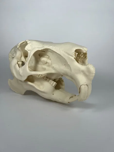 Hộp sọ và xương hàm dưới Capybara (Capybara Cranium and Mandible) - Image 5