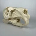 Hộp sọ và xương hàm dưới Capybara (Capybara Cranium and Mandible) - Thumbnail 5