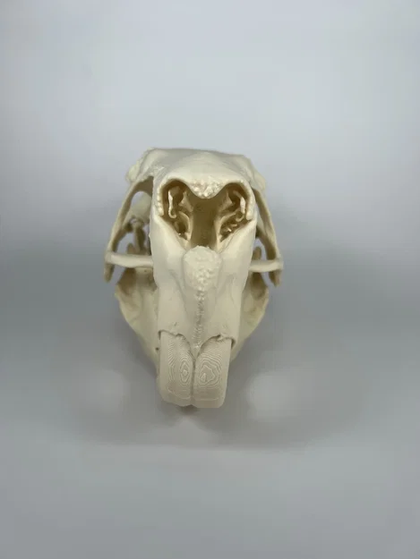 Hộp sọ và xương hàm dưới Capybara (Capybara Cranium and Mandible) - Image 6