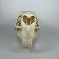 Hộp sọ và xương hàm dưới Capybara (Capybara Cranium and Mandible) - Thumbnail 6