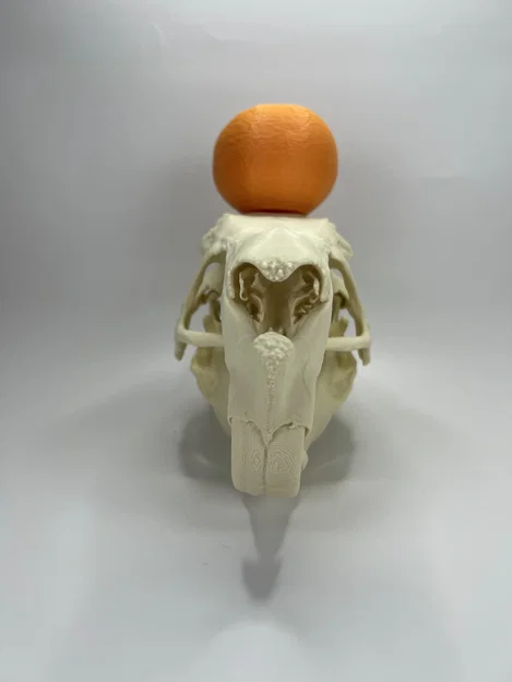 Hộp sọ và xương hàm dưới Capybara (Capybara Cranium and Mandible) - Image 7