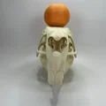 Hộp sọ và xương hàm dưới Capybara (Capybara Cranium and Mandible) - Thumbnail 7