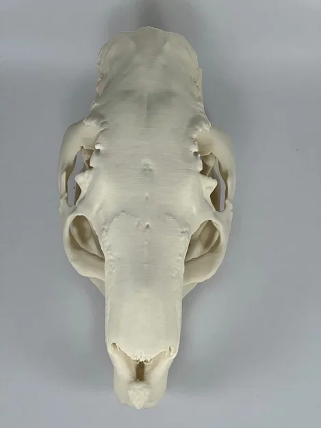 Hộp sọ và xương hàm dưới Capybara (Capybara Cranium and Mandible) - Image 8