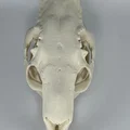Hộp sọ và xương hàm dưới Capybara (Capybara Cranium and Mandible) - Thumbnail 8