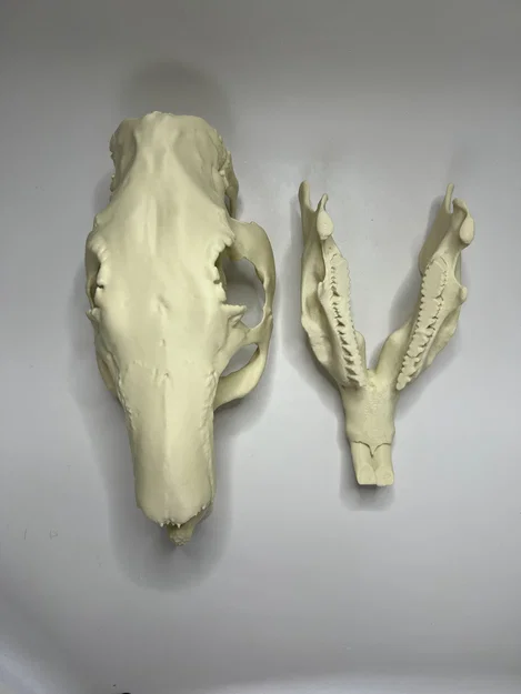 Hộp sọ và xương hàm dưới Capybara (Capybara Cranium and Mandible) - Image 9