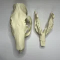 Hộp sọ và xương hàm dưới Capybara (Capybara Cranium and Mandible) - Thumbnail 9