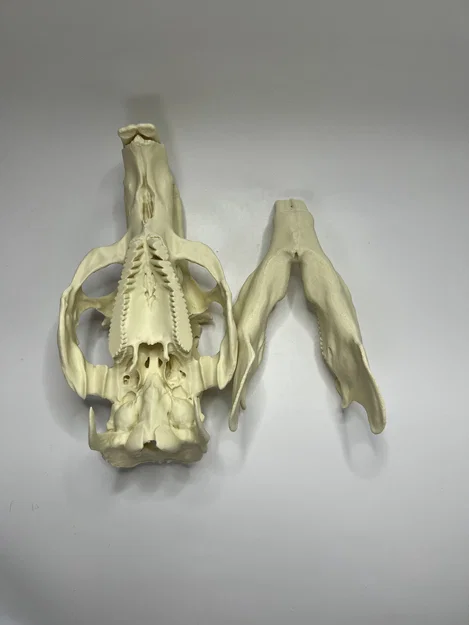 Hộp sọ và xương hàm dưới Capybara (Capybara Cranium and Mandible) - Image 10