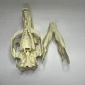 Hộp sọ và xương hàm dưới Capybara (Capybara Cranium and Mandible) - Thumbnail 10