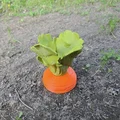 Chuông gió Cà Rốt Khổng Lồ - Thumbnail 2
