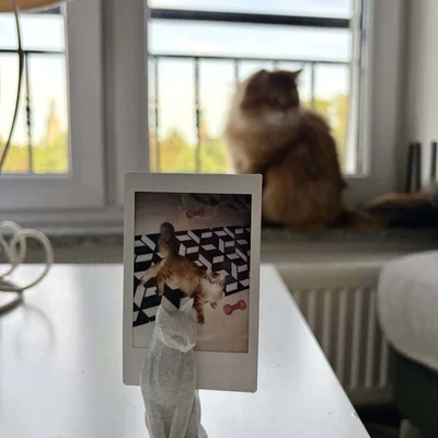 Mô hình chú mèo ngồi giữ ảnh (Sitting cat) phong cách Low Poly