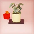Chậu trồng cây cảnh để bàn họa tiết vân đan tinh tế - Thumbnail 1