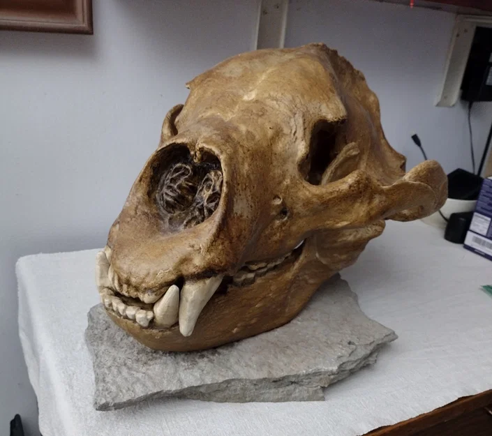Sọ & Hàm Gấu Mặt Ngắn Khổng Lồ (Giant Short-Faced Bear) - Image 1