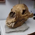 Sọ & Hàm Gấu Mặt Ngắn Khổng Lồ (Giant Short-Faced Bear) - Thumbnail 1