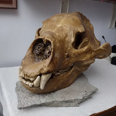 Sọ & Hàm Gấu Mặt Ngắn Khổng Lồ (Giant Short-Faced Bear)