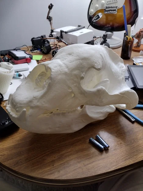 Sọ & Hàm Gấu Mặt Ngắn Khổng Lồ (Giant Short-Faced Bear) - Image 2