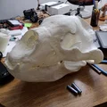 Sọ & Hàm Gấu Mặt Ngắn Khổng Lồ (Giant Short-Faced Bear) - Thumbnail 2