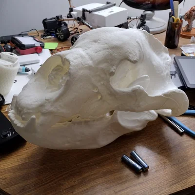 Sọ & Hàm Gấu Mặt Ngắn Khổng Lồ (Giant Short-Faced Bear)