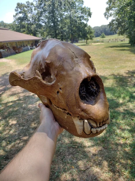 Sọ & Hàm Gấu Mặt Ngắn Khổng Lồ (Giant Short-Faced Bear) - Image 3