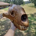 Sọ & Hàm Gấu Mặt Ngắn Khổng Lồ (Giant Short-Faced Bear) - Thumbnail 3