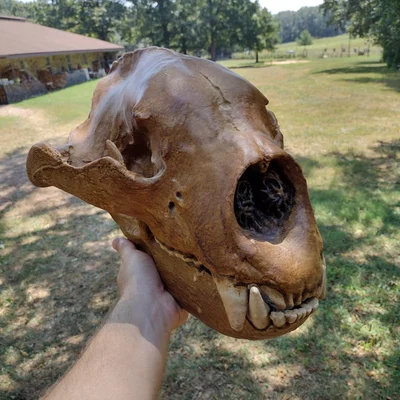Sọ & Hàm Gấu Mặt Ngắn Khổng Lồ (Giant Short-Faced Bear)
