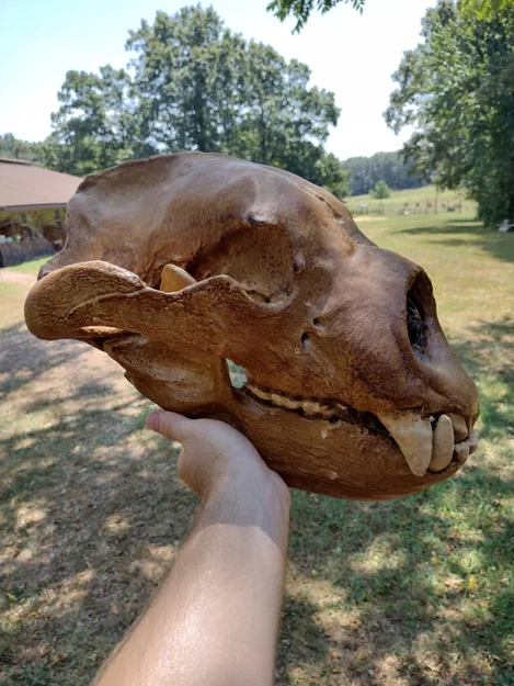 Sọ & Hàm Gấu Mặt Ngắn Khổng Lồ (Giant Short-Faced Bear) - Image 4