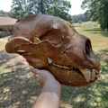 Sọ & Hàm Gấu Mặt Ngắn Khổng Lồ (Giant Short-Faced Bear) - Thumbnail 4