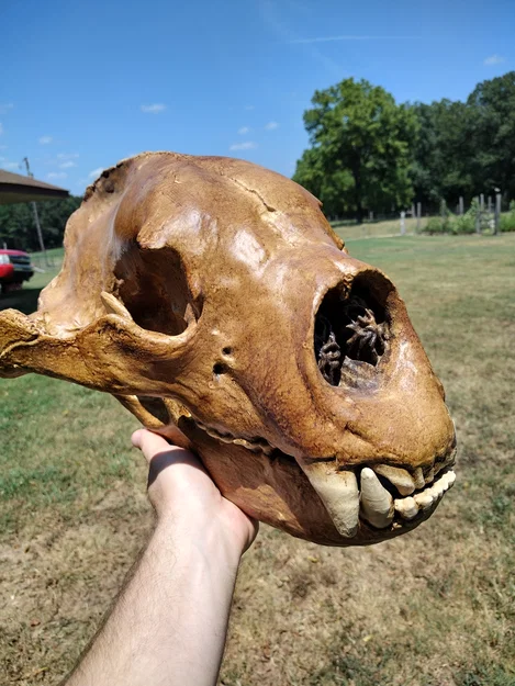Sọ & Hàm Gấu Mặt Ngắn Khổng Lồ (Giant Short-Faced Bear) - Image 5