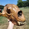 Sọ & Hàm Gấu Mặt Ngắn Khổng Lồ (Giant Short-Faced Bear) - Thumbnail 5