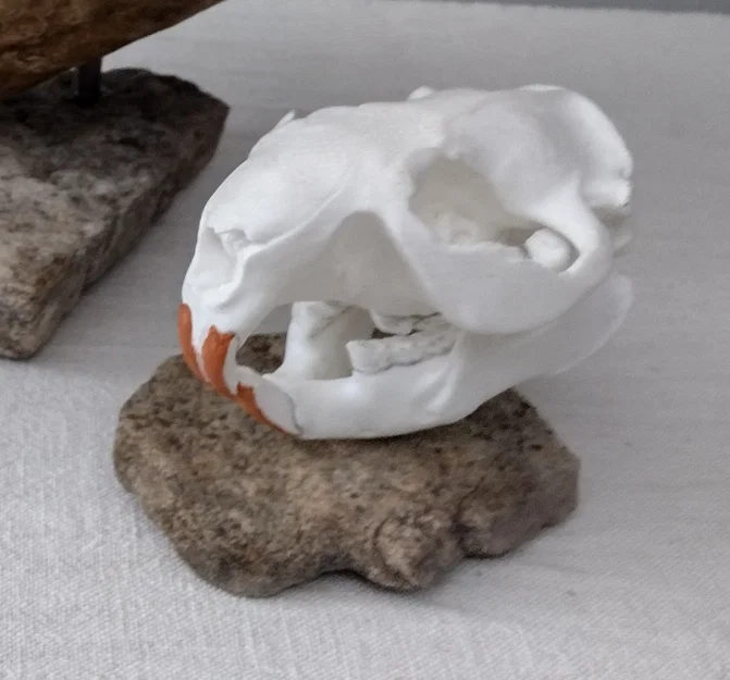 Hộp sọ & hàm dưới Hải ly Bắc Mỹ (North American Beaver) - Image 1