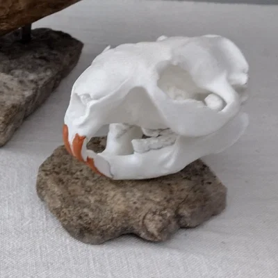 Hộp sọ & hàm dưới Hải ly Bắc Mỹ (North American Beaver)