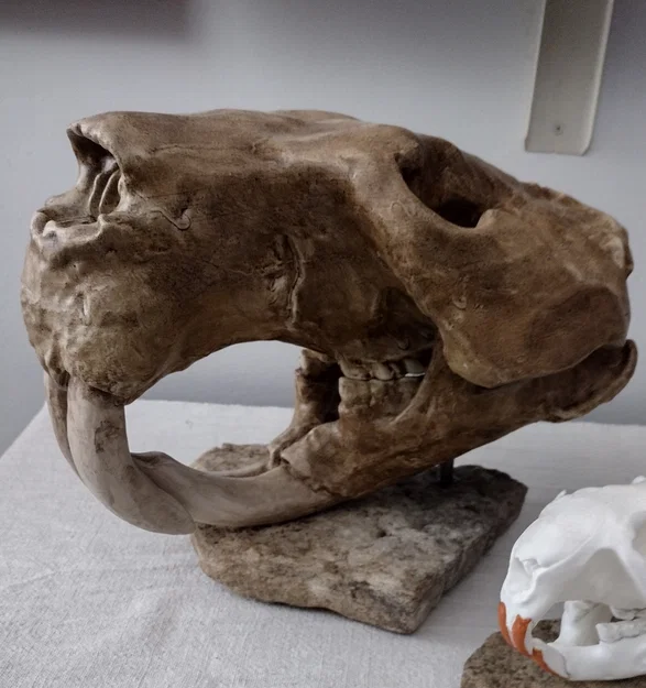 Hải ly khổng lồ (Castoroides) - Image 1
