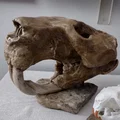 Hải ly khổng lồ (Castoroides) - Thumbnail 1