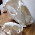 Hải ly khổng lồ (Castoroides) - Thumbnail 2