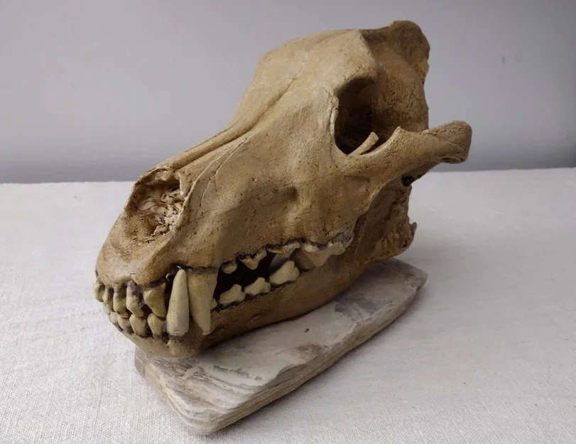 Dire Wolf (Canis Dirus) – Hộp sọ & xương hàm dưới kích thước thật - Image 1