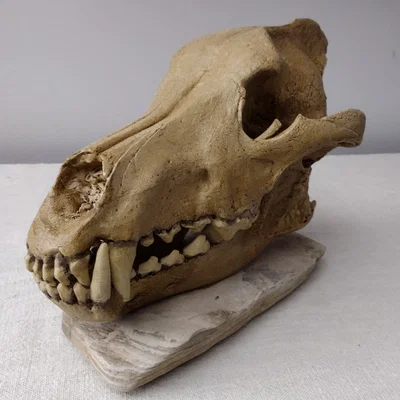 Dire Wolf (Canis Dirus) – Hộp sọ & xương hàm dưới kích thước thật