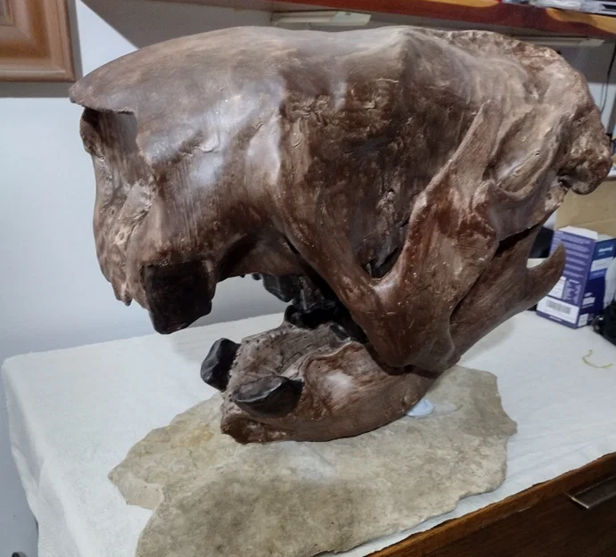 Lười đất khổng lồ (Megalonyx jeffersonii) – Sọ và hàm phục dựng - Image 1