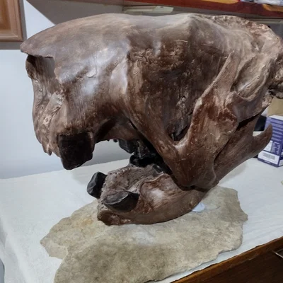 Lười đất khổng lồ (Megalonyx jeffersonii) – Sọ và hàm phục dựng