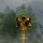 NateS_1641285