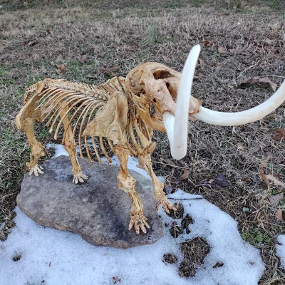 American Mastodon (Mammut americanum) – model từ dữ liệu scan