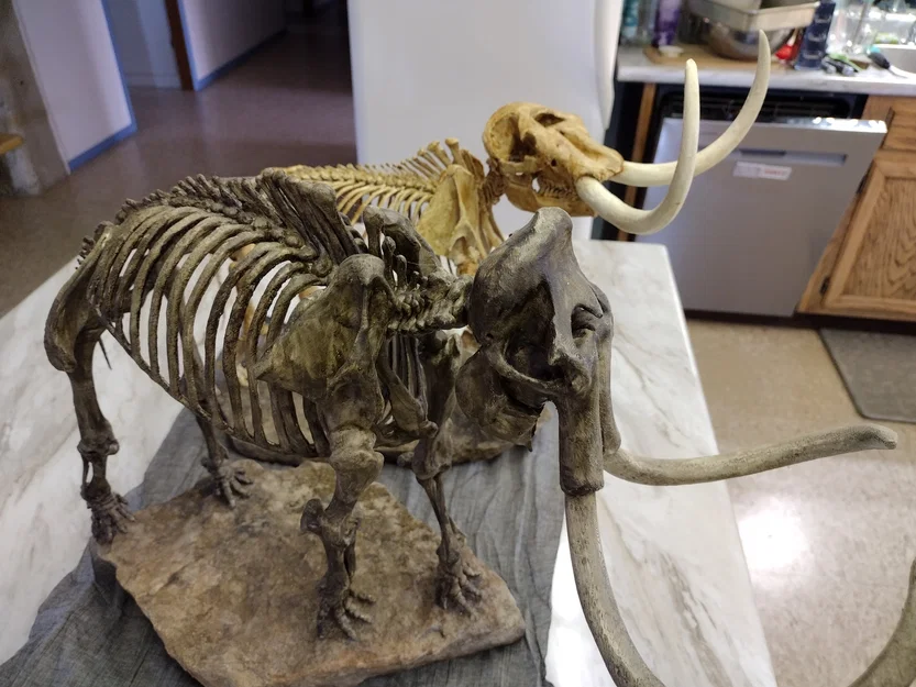 American Mastodon (Mammut americanum) – model từ dữ liệu scan - Image 5