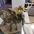 American Mastodon (Mammut americanum) – model từ dữ liệu scan - Thumbnail 5