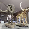 American Mastodon (Mammut americanum) – model từ dữ liệu scan - Thumbnail 6