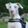 TuxDog_84085