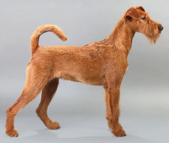 Mô hình chú chó sục Irish Terrier chân thực (File in 3D) - Image 1