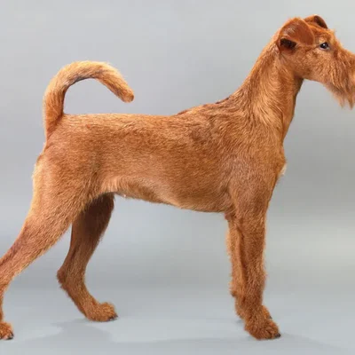 Mô hình chú chó sục Irish Terrier chân thực (File in 3D)