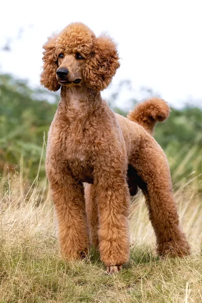 Mô hình chú chó Poodle 3D đáng yêu - File in 3D sống động - Image 1