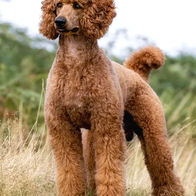 Mô hình chú chó Poodle 3D đáng yêu - File in 3D sống động