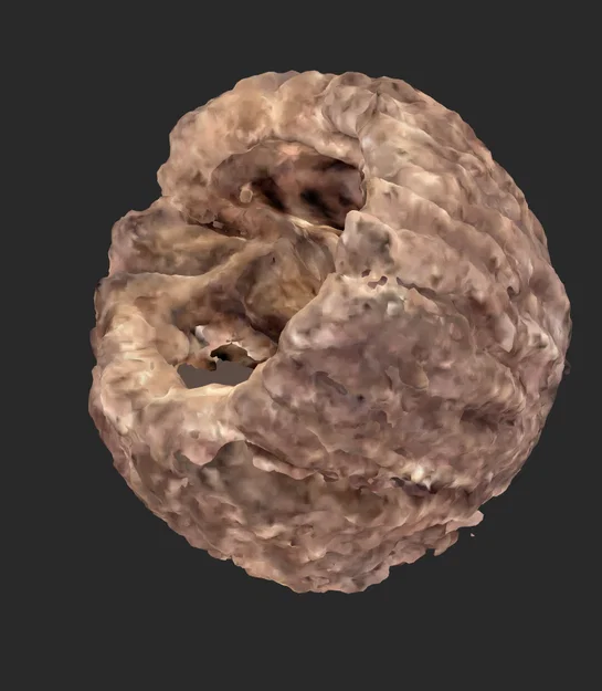 Bản quét 3D quả óc chó (Walnut 3D Scan) - Image 1